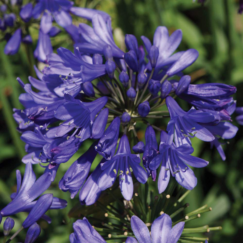 Thompson and Morgan Agapanthus Ever Sapphire Potted Plant 9cm 2 Pack Image 1