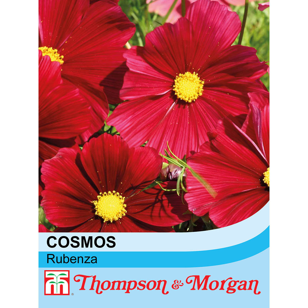 Thompson & Morgan Cosmos Bipinnatus Rubenza Packet Image 2