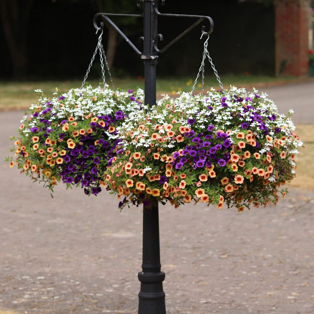 Thompson and Morgan Fruit Salad Preplanted Hanging Basket 35cm Image 5