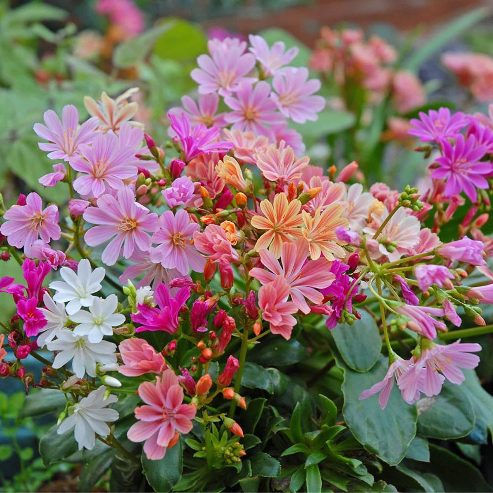 Thompson and Morgan Lewisia Elise Mixed Plant Plugs 12 Pack Image 4