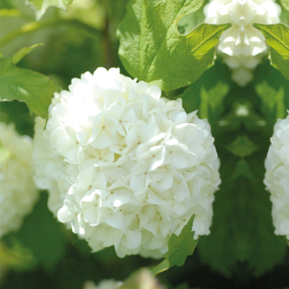Thompson and Morgan Viburnum Opulus Snowball Shrub Potted Plant 9cm Image 5