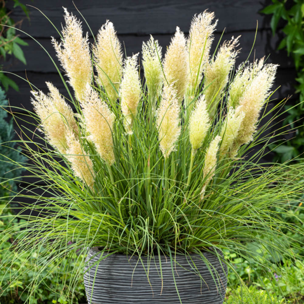 YouGarden Pampas Grass Collection Pot 9cm 3 Pack Image 4