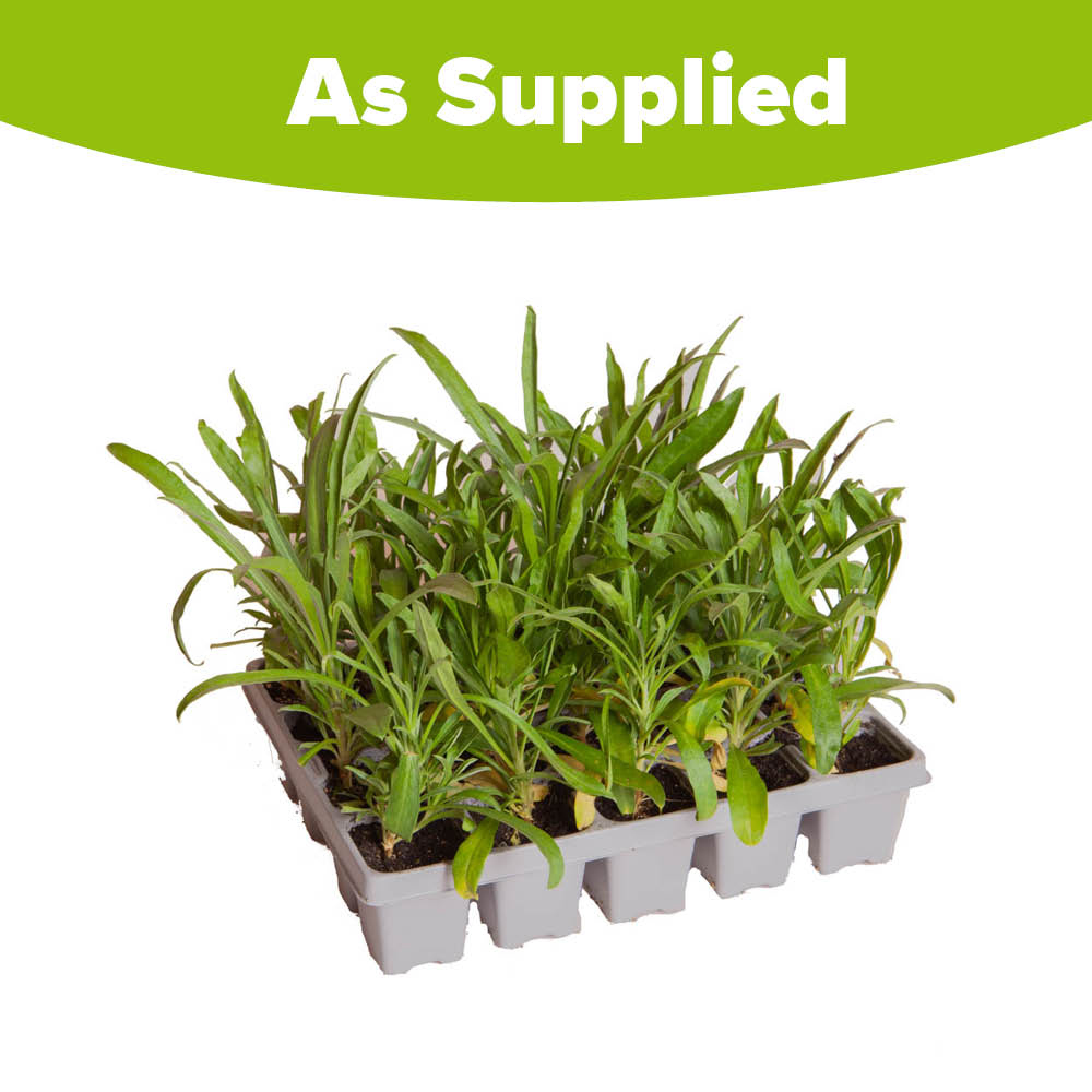 YouGarden Wallflower Sunset Tutti Frutti Garden Ready Plant 20 Pack Image 3