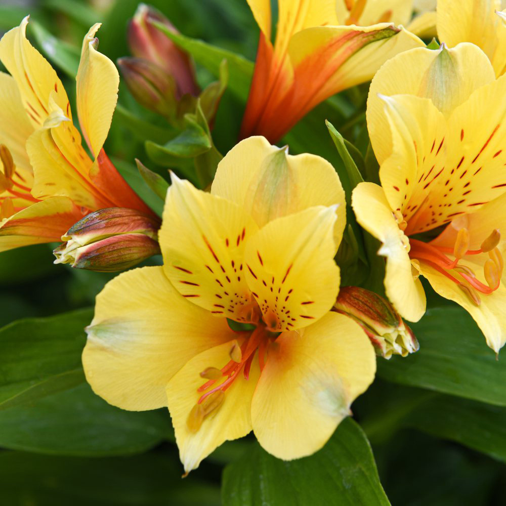 Thompson & Morgan Nurserymans Choice Alstroemeria Choice Mix Jumbo Plant Plug 3 Pack Image 2
