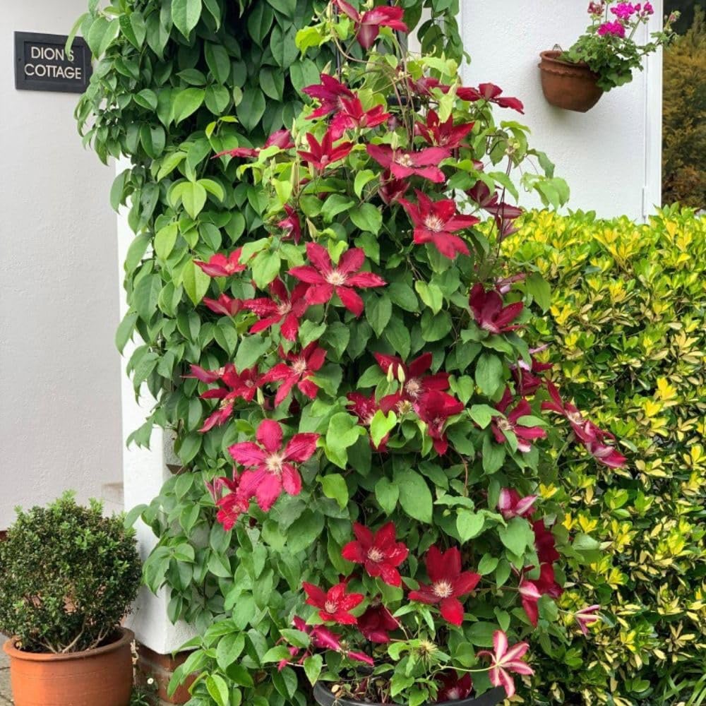Thompson and Morgan Clematis Rebecca Plant Pot 3L Image 2