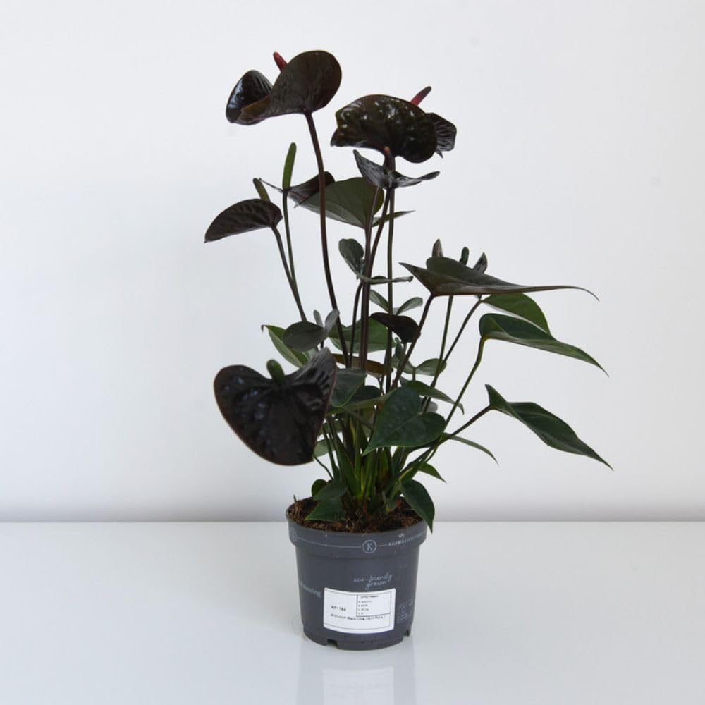 Thompson and Morgan Anthurium Black Love Plant in Pot 12cm Image 4