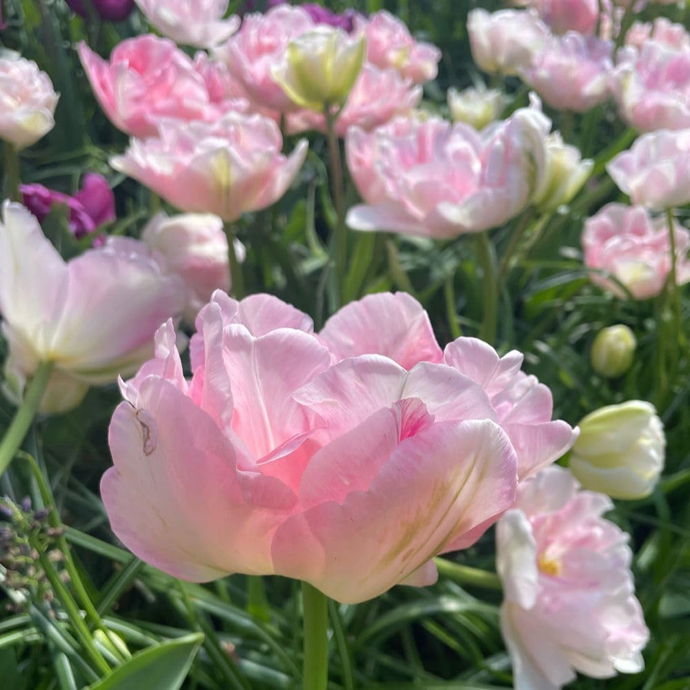 Thompson and Morgan Tulip Angelique Planting Bulb 16 Pack Image 2