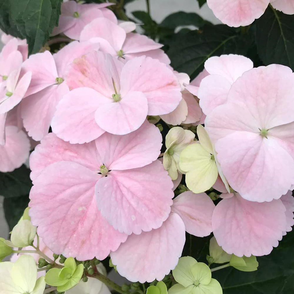 Thompson and Morgan Hydrangea French Bolero Plant Pot 13cm 2 Pack Image 2