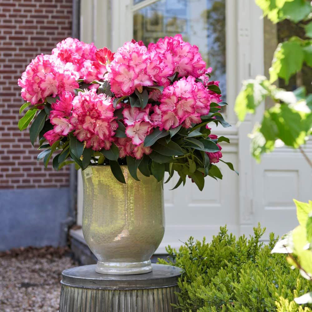 Thompson and Morgan Rhododendron XXL Plant Pot 9cm | Homebase