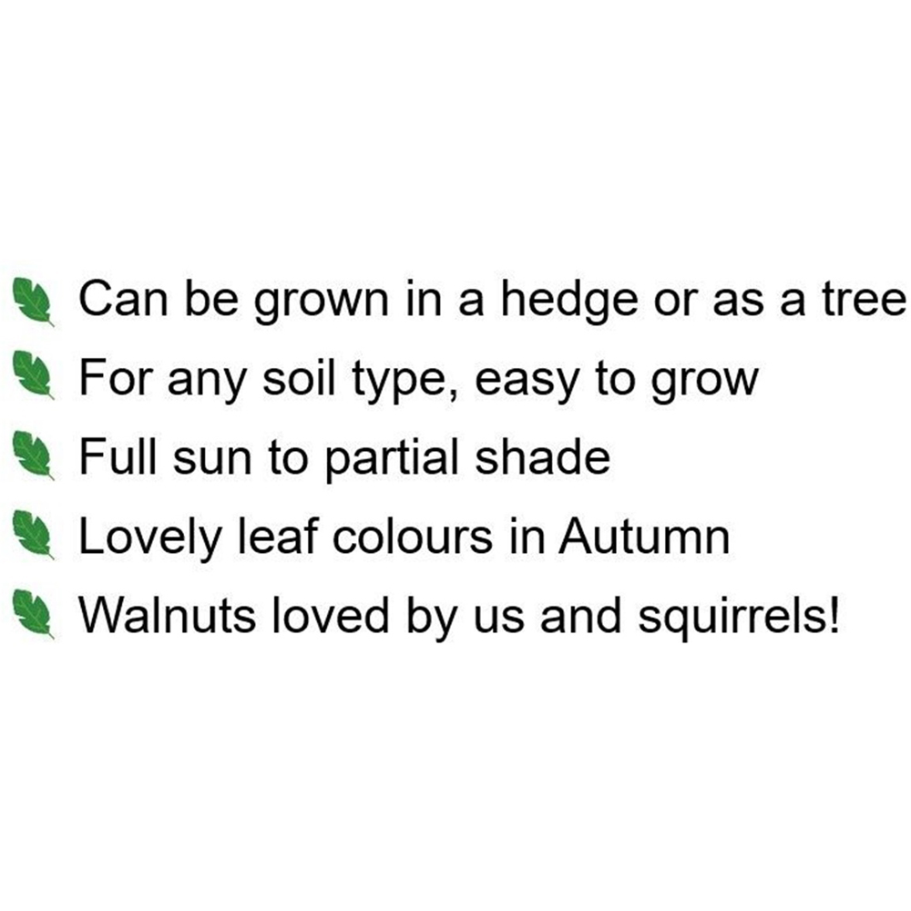 Inspirational Gifting Walnut Juglans Regia Sapling 40-60cm 10 Pack Image 8
