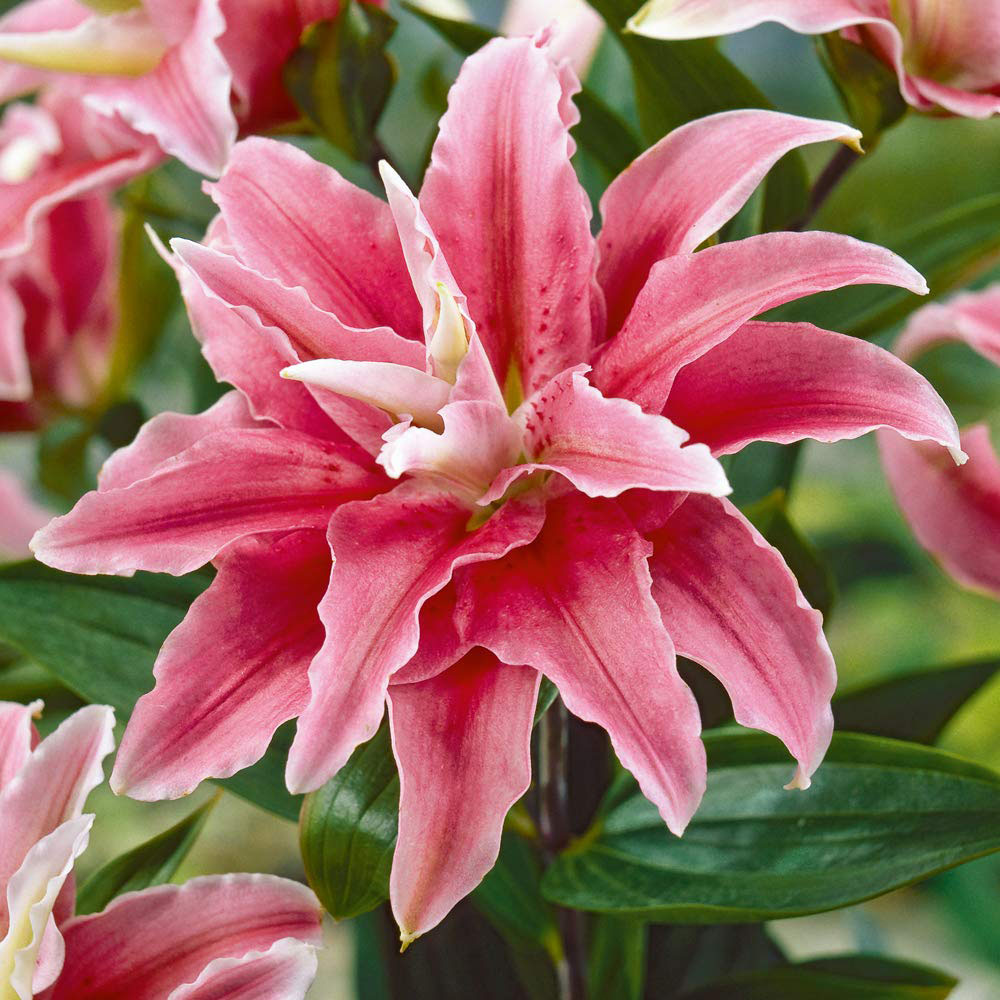 Thompson and Morgan Tree Lily Crystal Collection Planting Bulb 9 Pack Image 3