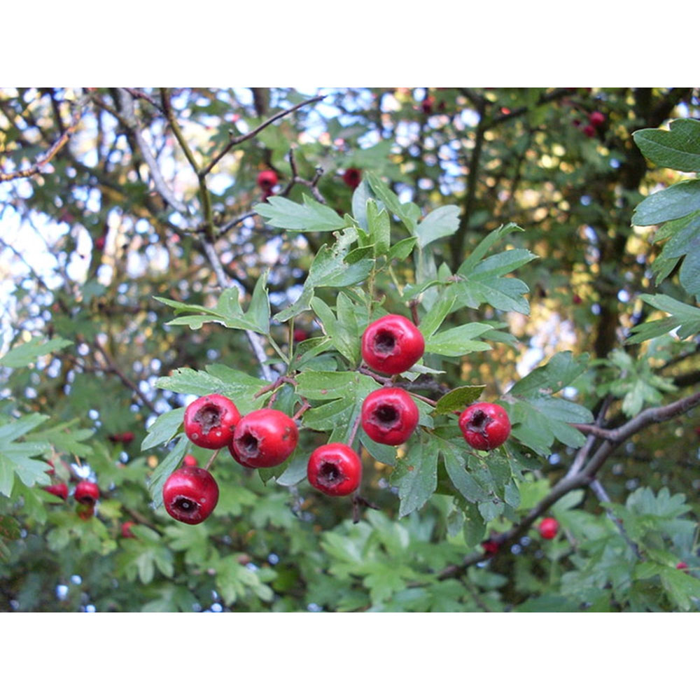 Inspirational Gifting Hawthorn Bare Root Hedge Plant Sapling 30-60cm 10 Pack Image 6