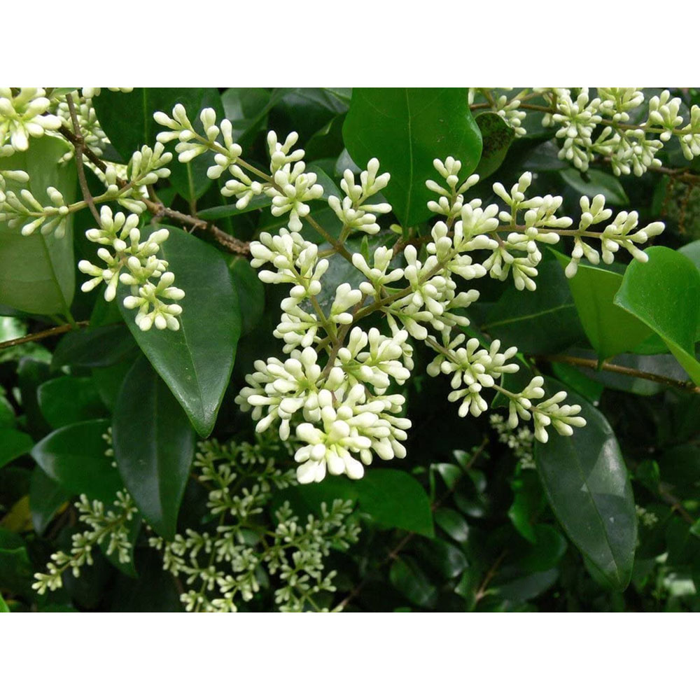 Inspirational Gifting Green Privet Evergreen Bare Root Hedge Plant Sapling 4-5ft 20 Pack Image 6