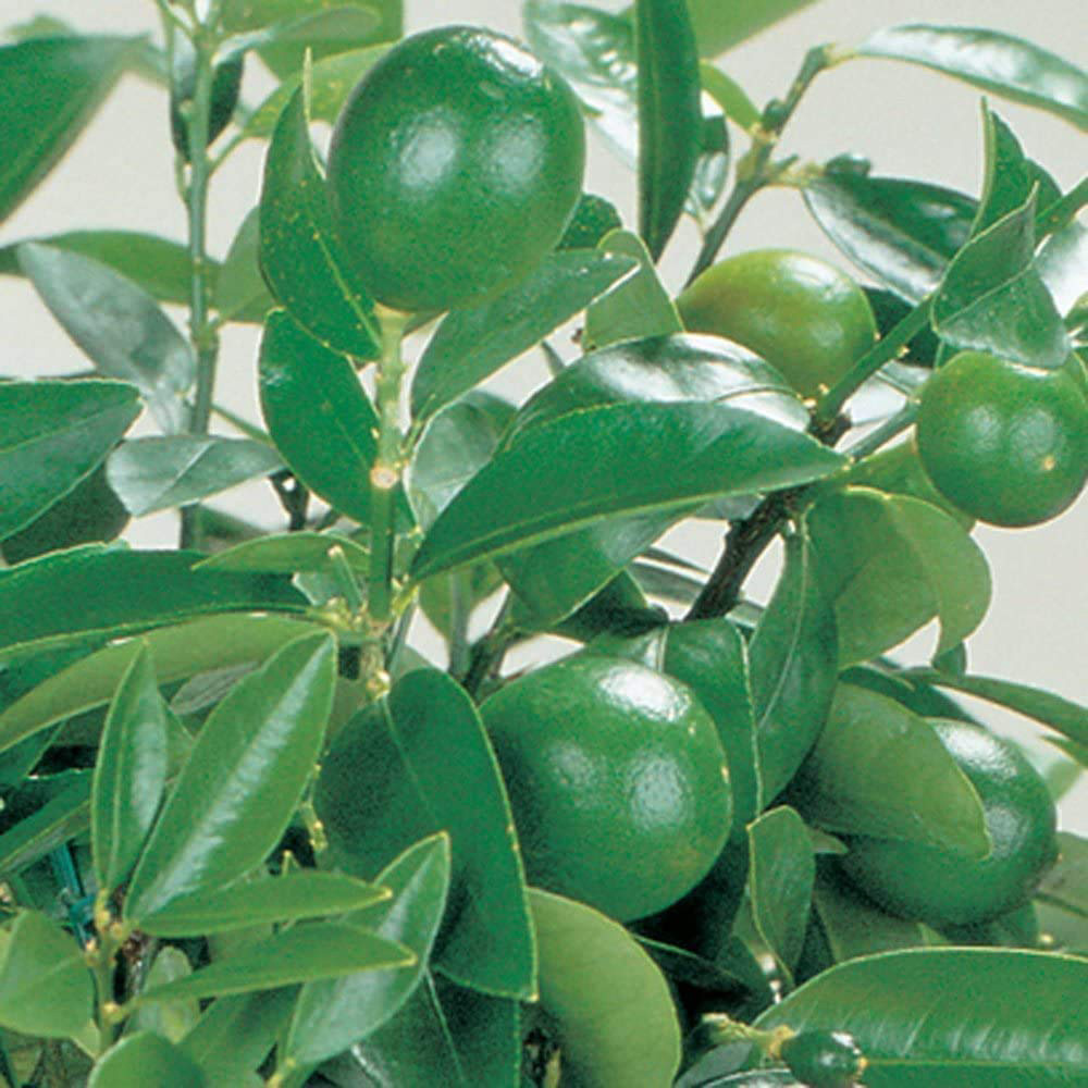 Thompson and Morgan Citrus Lime Tree Potted Plant 9cm 3 Pack Image 5