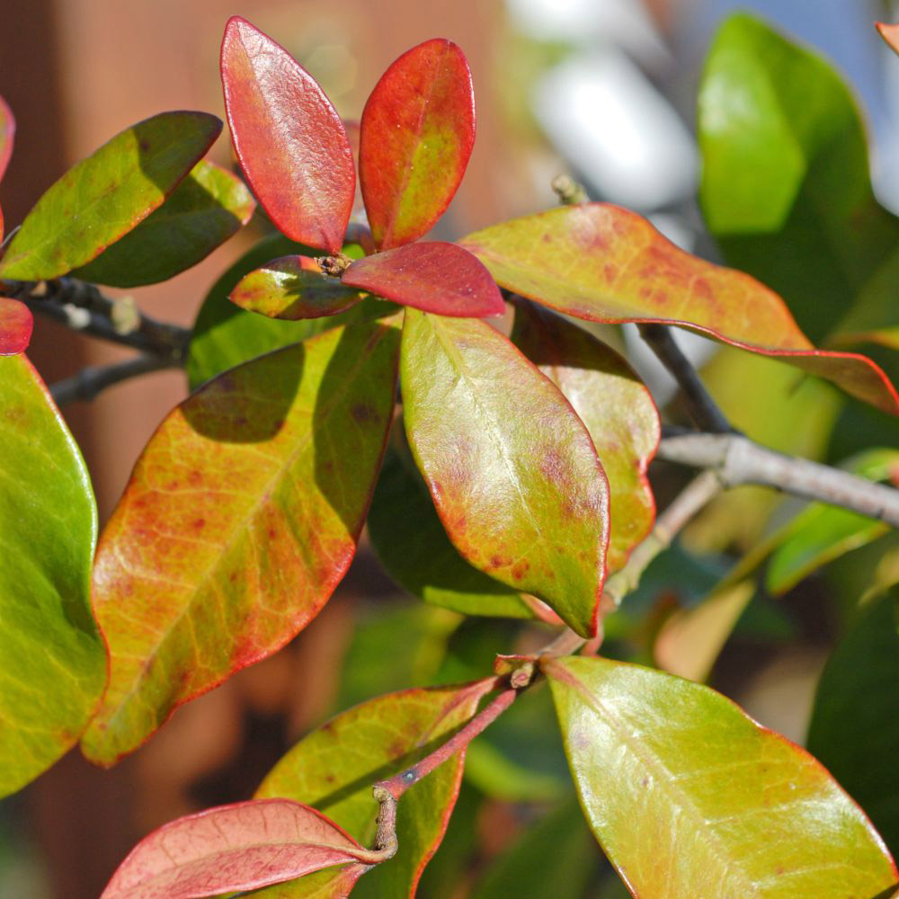 Thompson and Morgan Trachelospermum Jasminoides Plant Pot 9cm 2 Pack Image 5