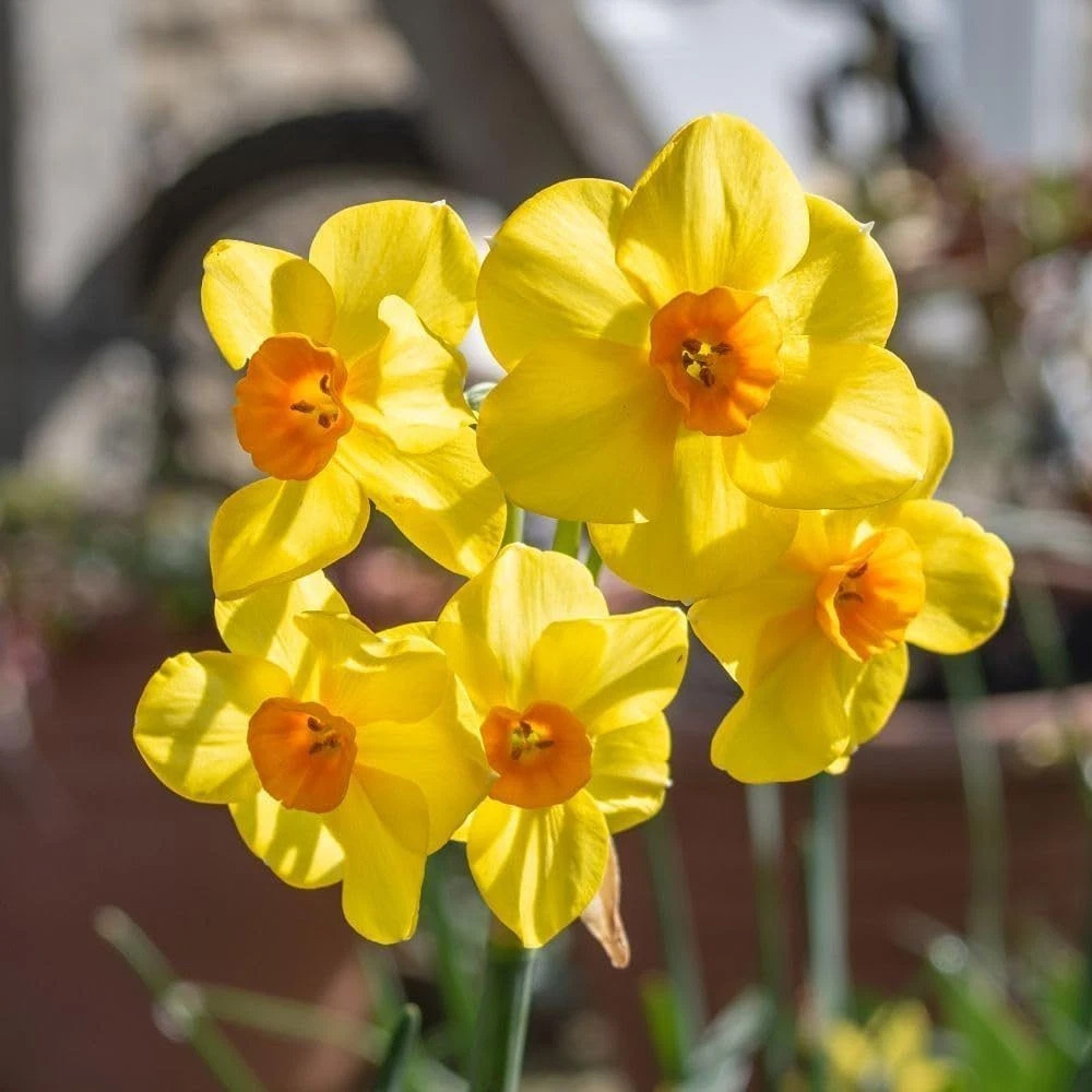 Thompson and Morgan Daffodil Jonquilla Martinette Planting Bulb 16 Pack Image 6