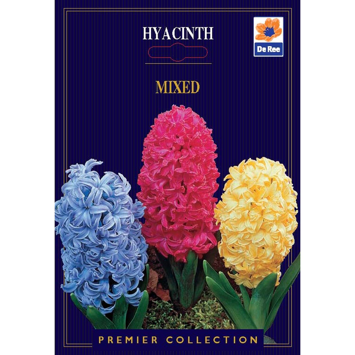 Premier Bulb - Multicolour Image 10