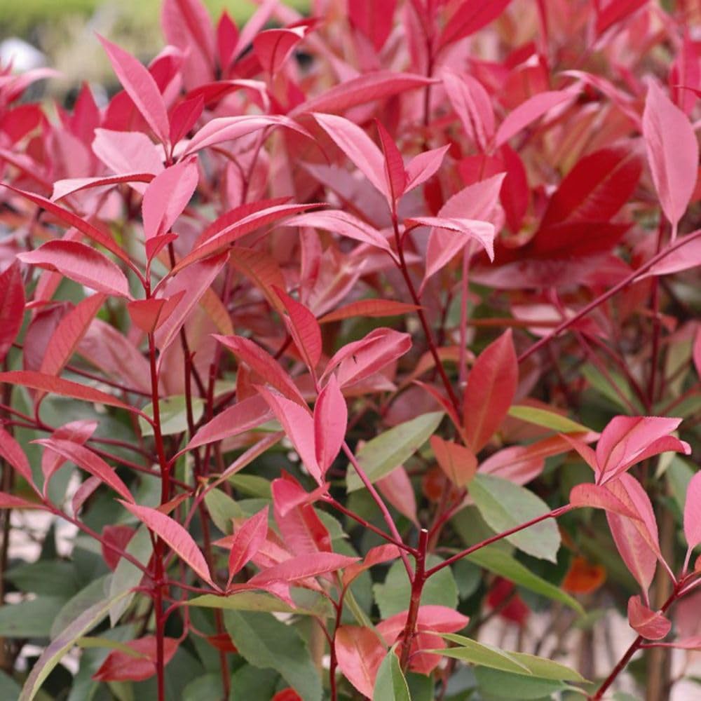 Thompson and Morgan Photinia Fraseri Red Robin Plant Pot 3L 4 Pack Image 4