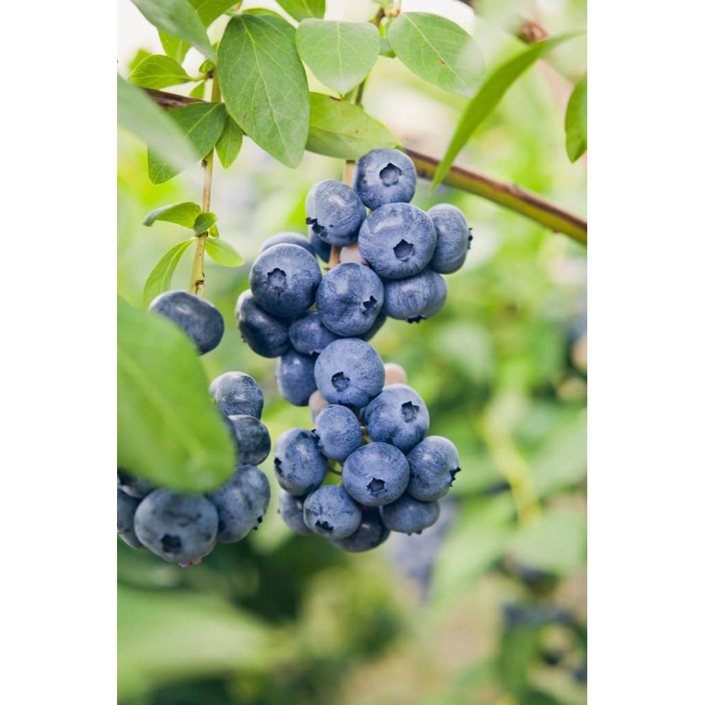 Thompson & Morgan Duke Blueberry Plant Pot 10L Image 2