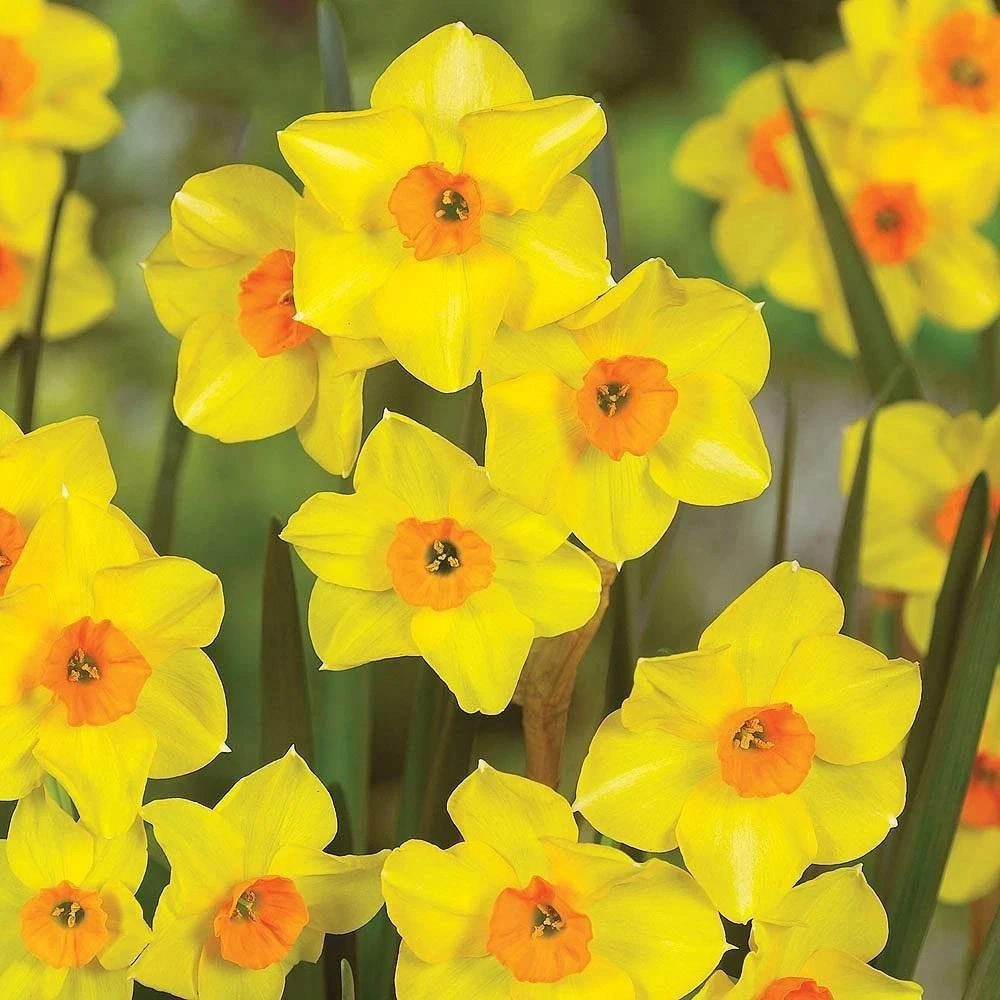 Thompson and Morgan Daffodil Super Scented Jonquilla Collection Spring Planting Bulb 40 Pack Image 4