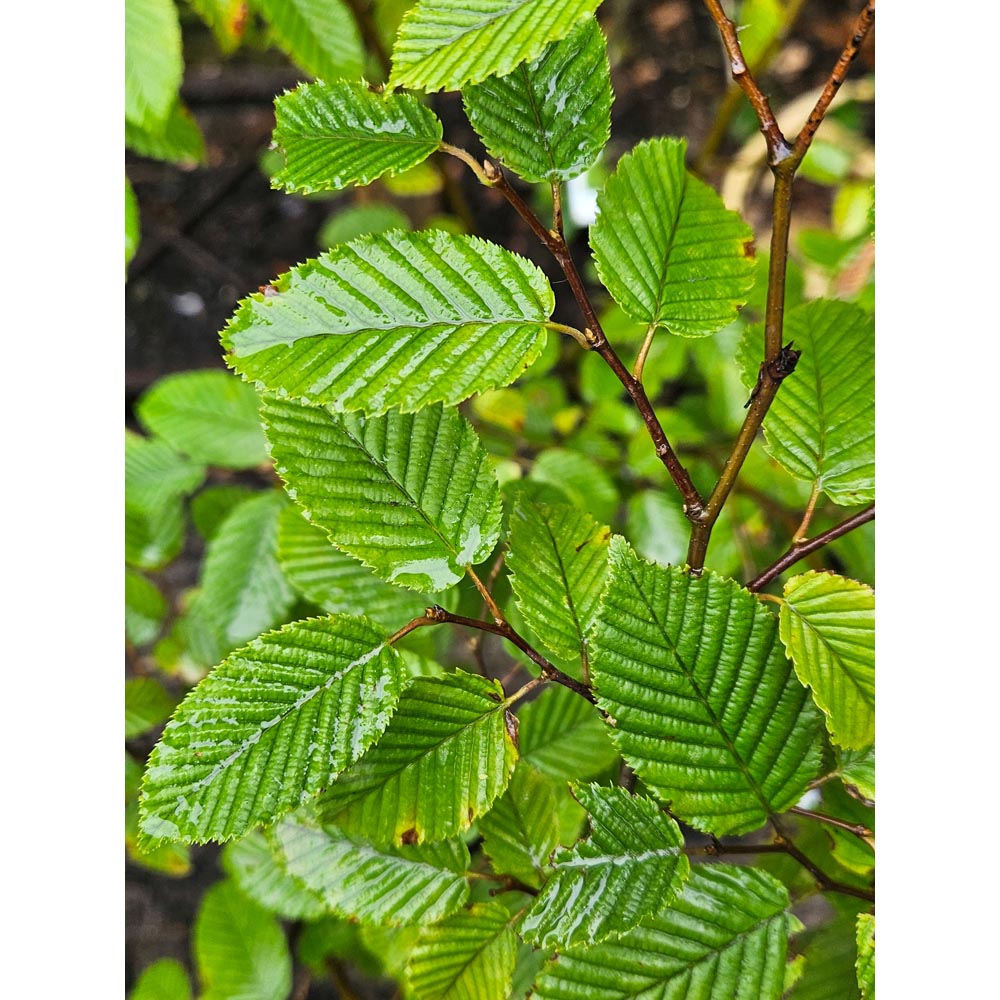Inspirational Gifting Hornbeam Semi-Evergreen Bare Root Hedge Plant Sapling 4-5ft 20 Pack Image 4