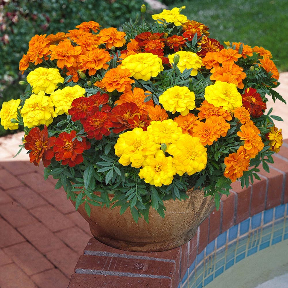 YouGarden Marigold Durango Mix Garden Ready Plant 20 Pack Image 2