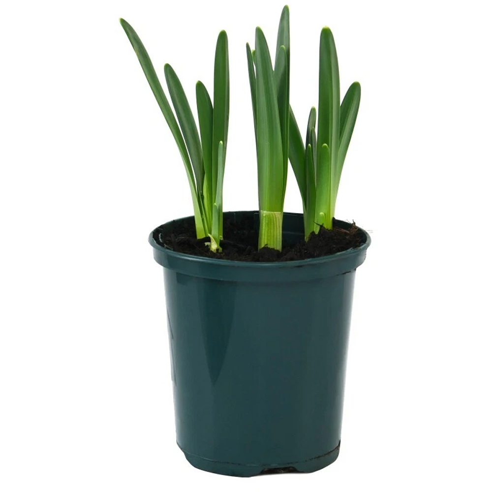 Thompson and Morgan Daffodil Jetfire Planting Bulb 40 Pack Image 4