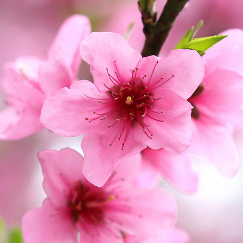 YouGarden Patio Peach Crimson Bare Root Tree 2 Pack Image 3