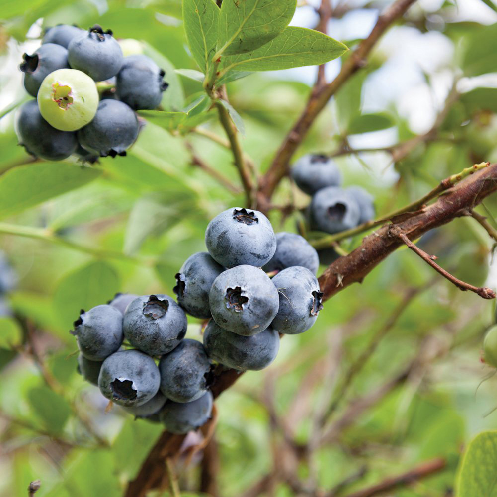 Thompson and Morgan Blueberry Full Season Collection Premium Potted Plant 3L 3 Pack Image 3
