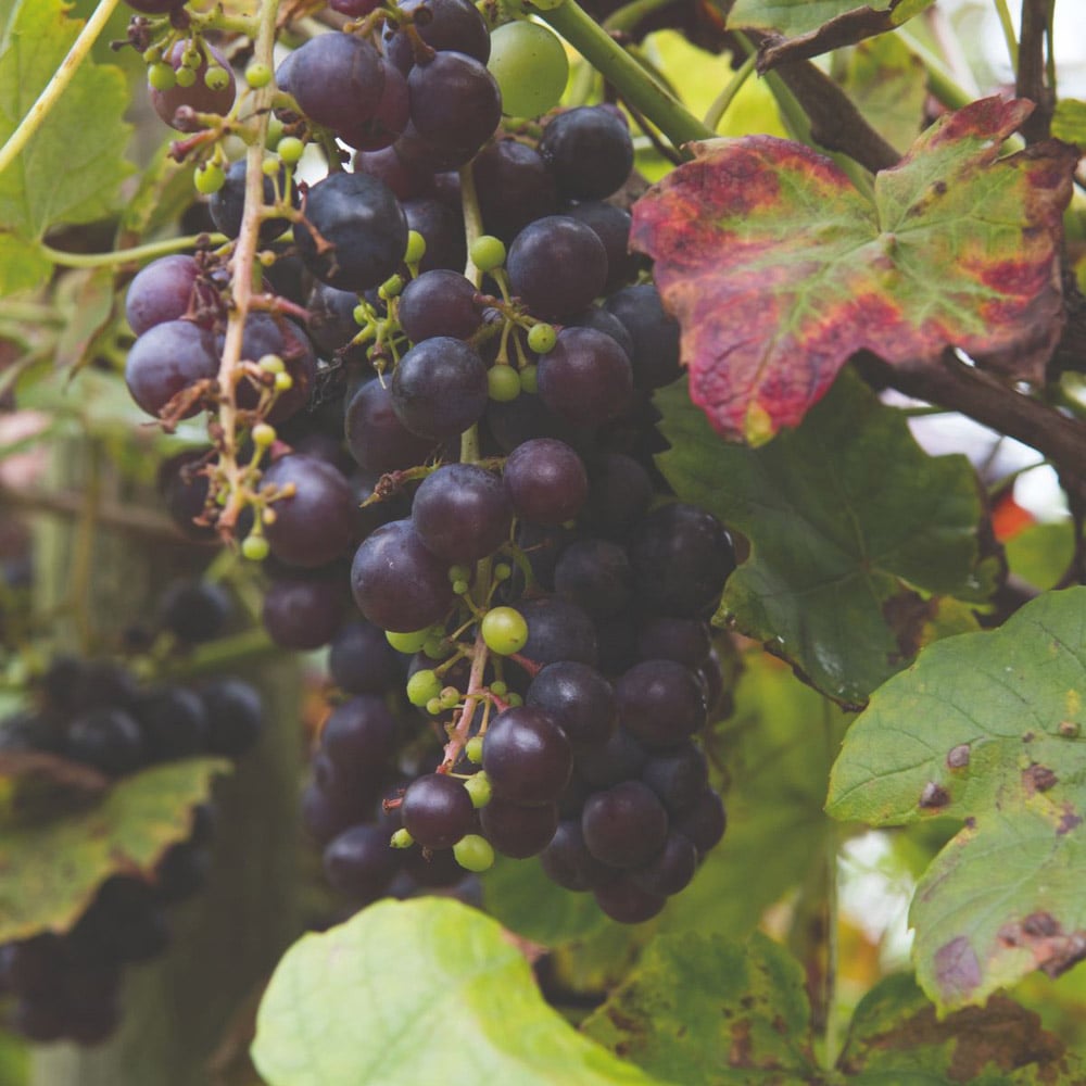 Thompson and Morgan Vitis Grape Boskoop Glory Plant Pot 2.5L Image 2