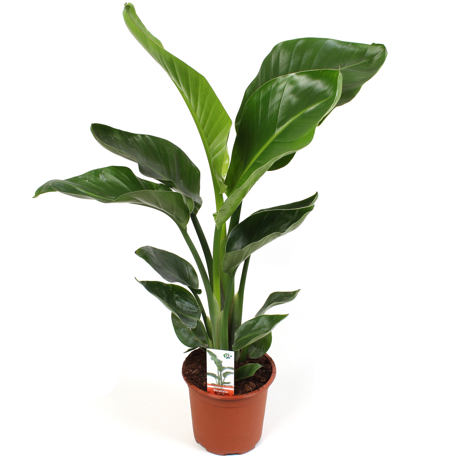 Strelitzia Nicolai 17cm - Green Image
