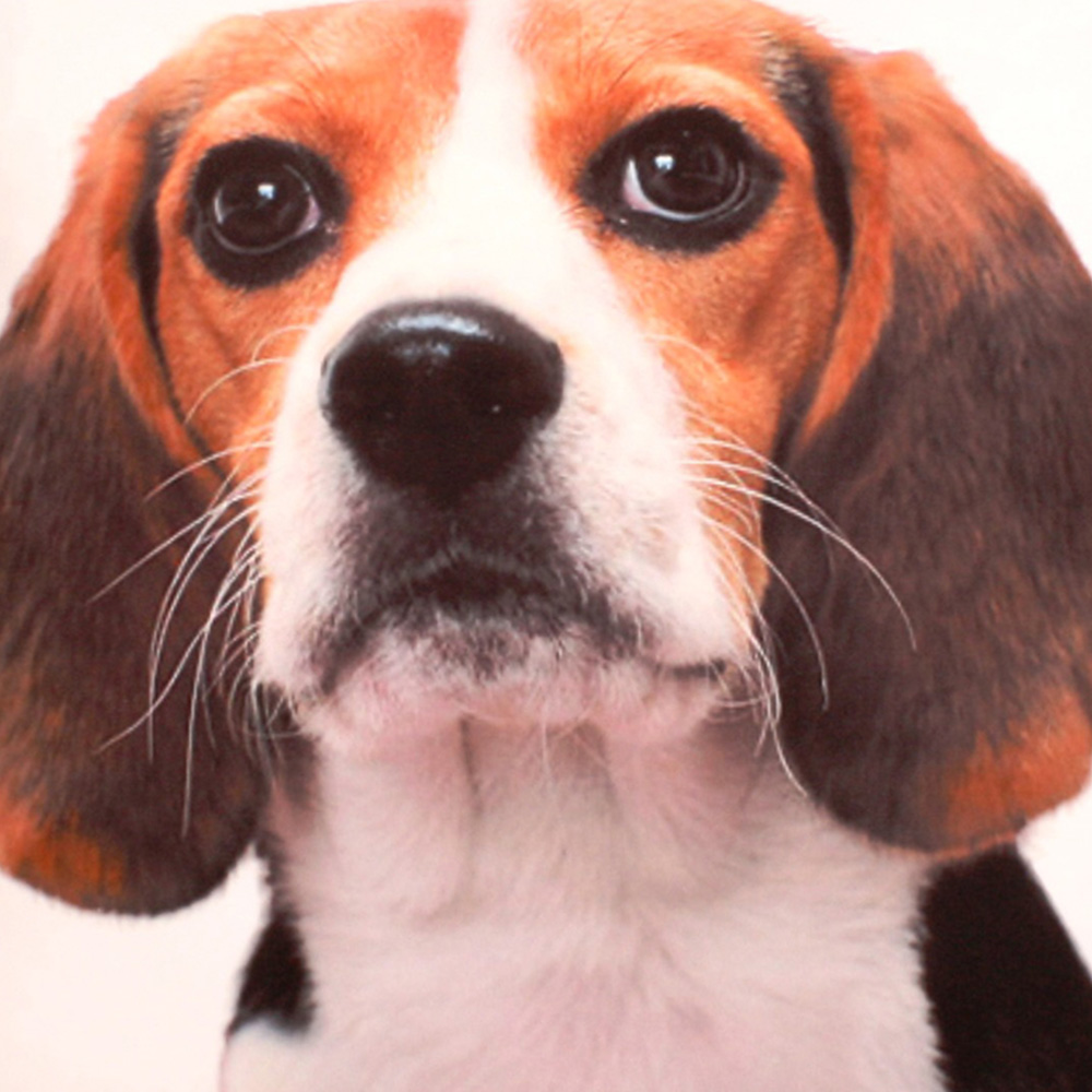 Velosso Charles Printed Filled Cushion 43 x 43cm 2 Pack Image 2