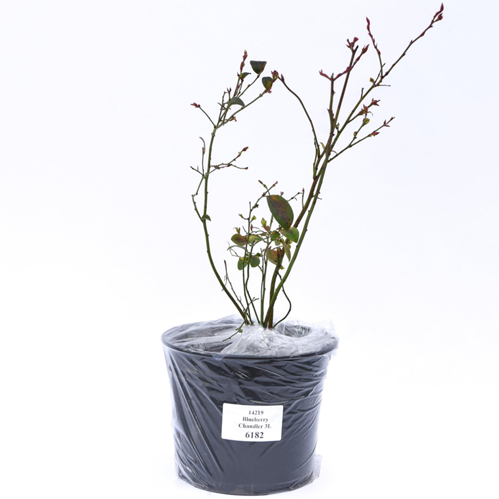 Thompson & Morgan Chandler Blueberry Plant Pot 9cm 3 Pack Image 2