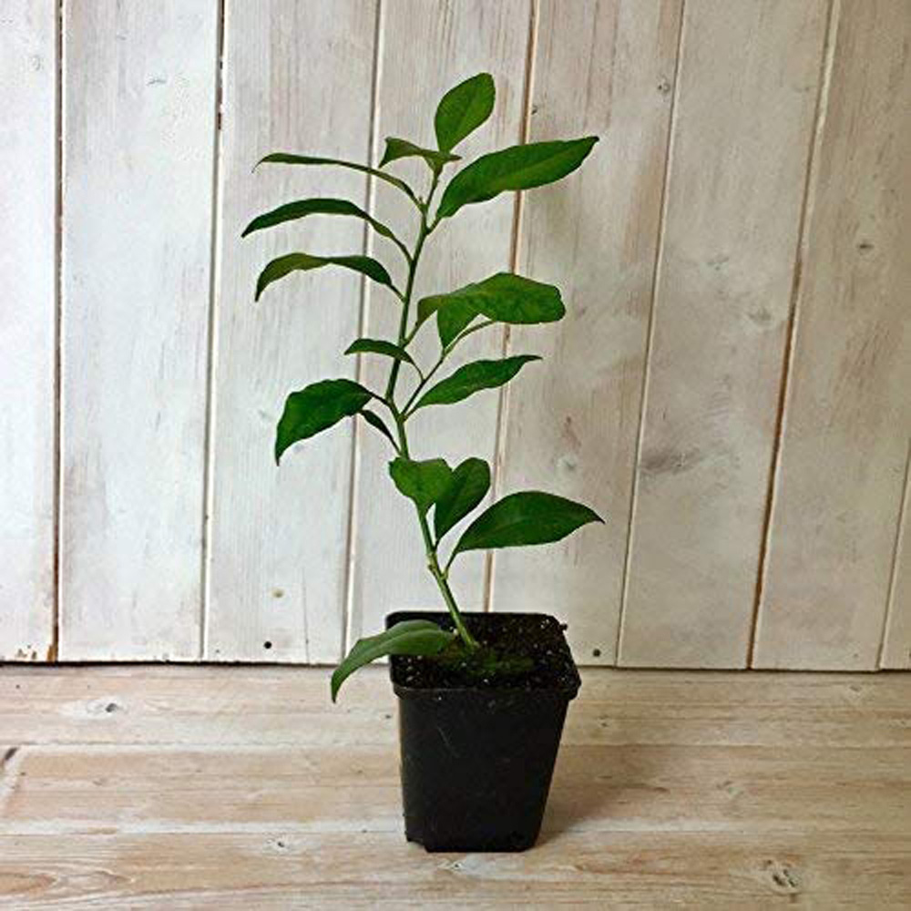 Thompson & Morgan Citrus Lime Tree Potted Plant 9cm 2 Pack Image 3