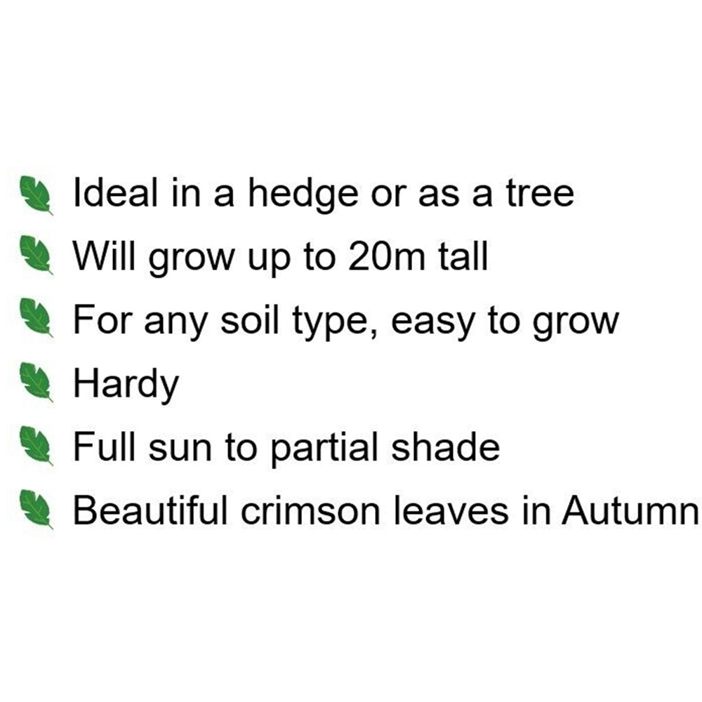 Inspirational Gifting Liquidamber Bare Root Sapling 30-60cm 20 Pack Image 4