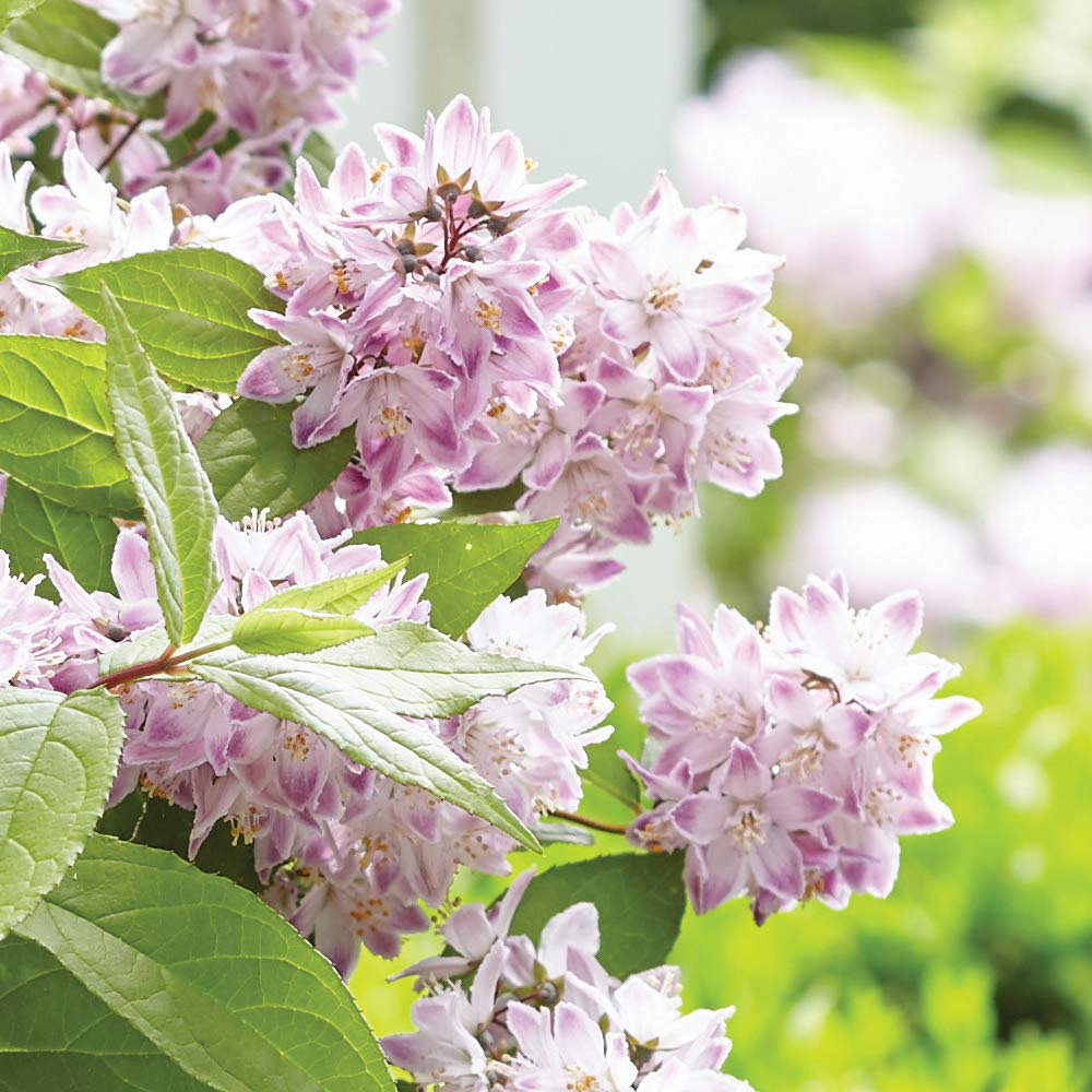 Thompson and Morgan Deutzia Raspberry Sundae Plant Pot 9cm 2 Pack Image 2