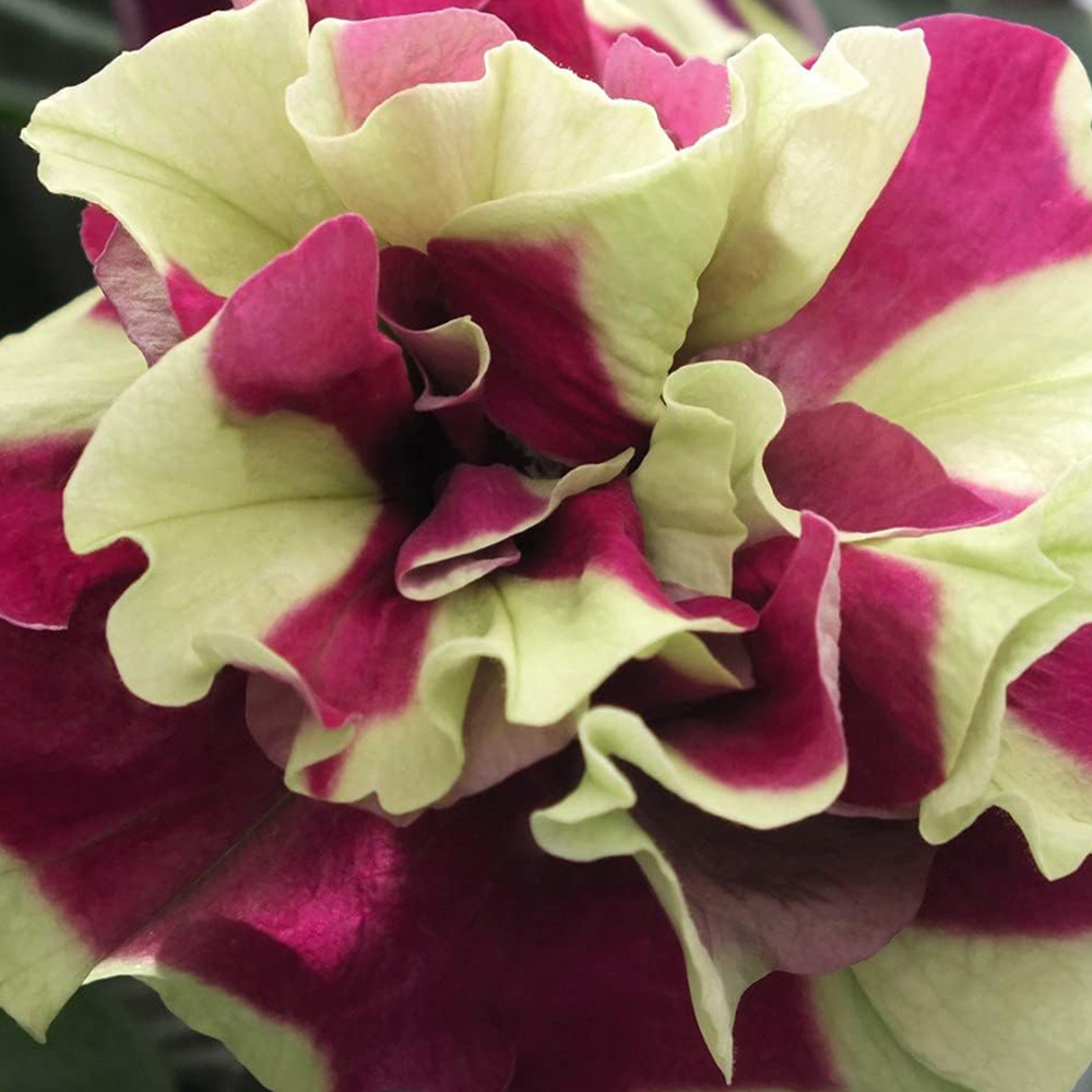 Thompson and Morgan Nurserymans Choice Petunia Postiplugs 100 Pack Image 3