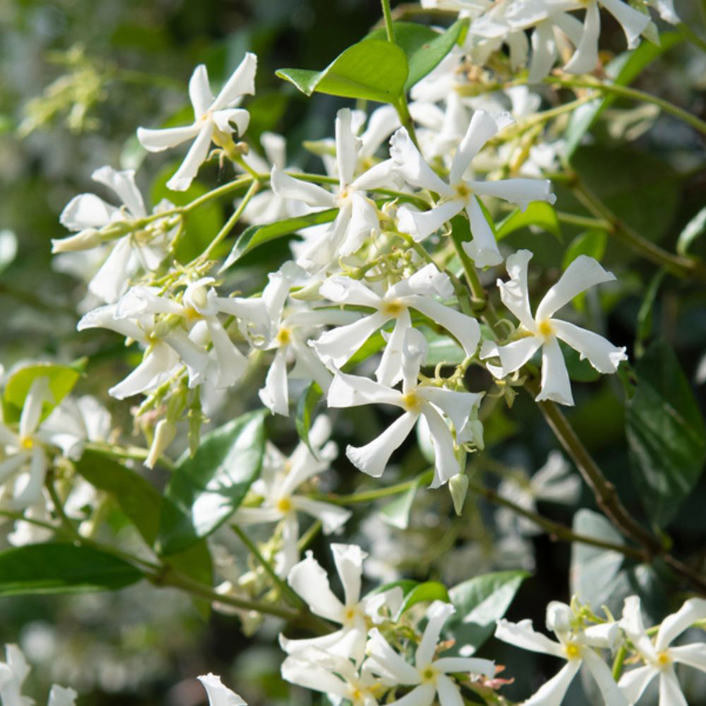 Thompson and Morgan Trachelospermum Jasminoides Plant Pot 9cm 2 Pack Image 2