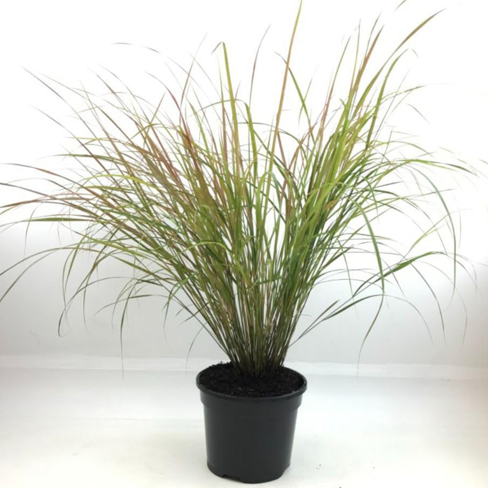 Thompson and Morgan Stipa Arundinacea Plant in Pot 3L Image 2