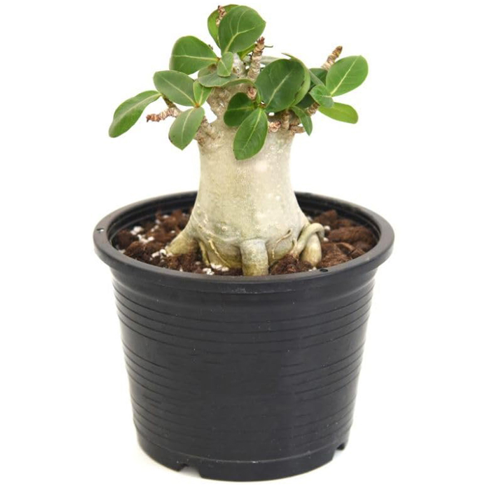 Thompson & Morgan Adenium NB Ansu Baobab Potted Plant Image 4