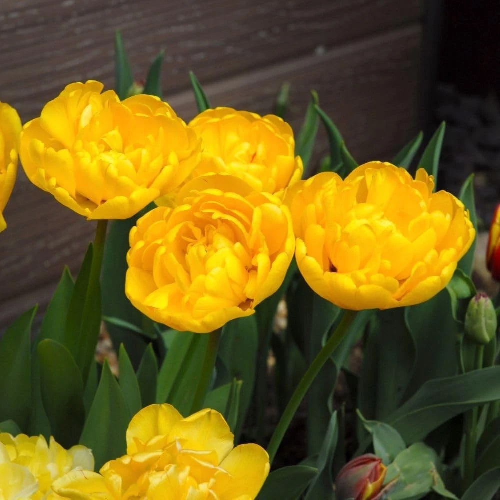 Thompson and Morgan Tulip Secret Perfume Planting Bulb 8 Pack Image 4
