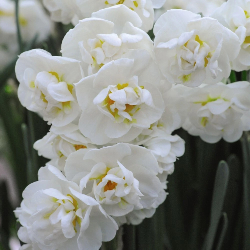 Thompson and Morgan Daffodil Cheerfulness White Planting Bulb 8 Pack Image 2