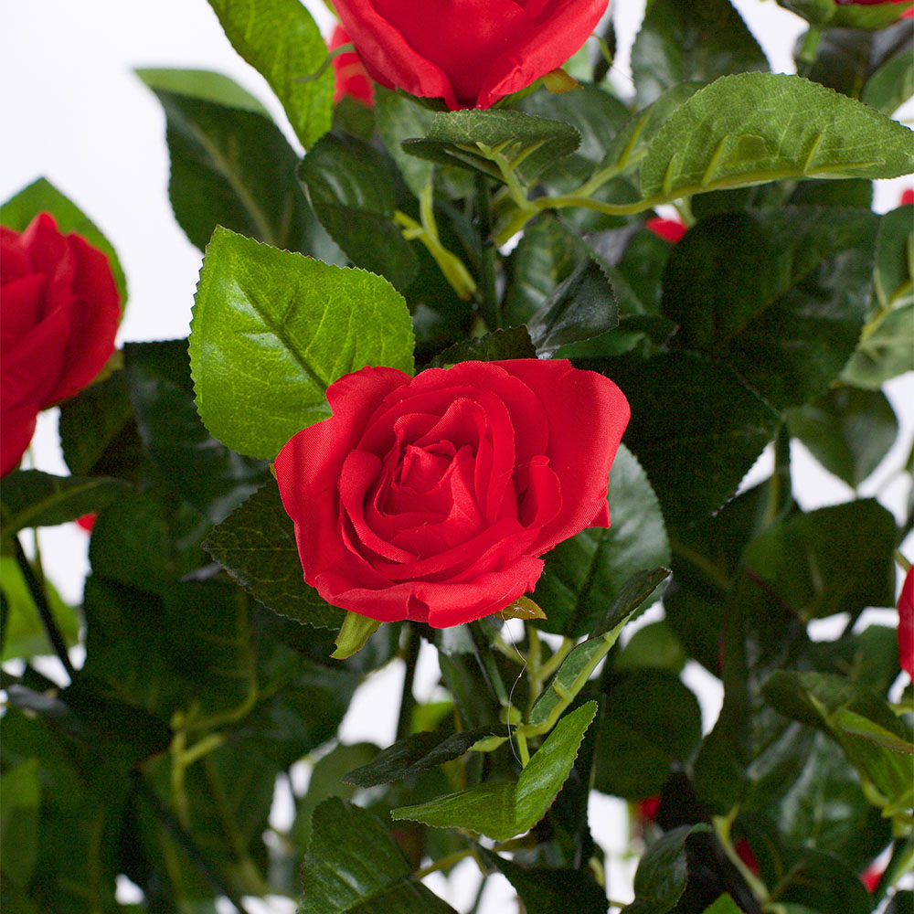 4ft Red Rose Plant Image 3