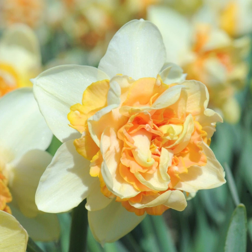 Thompson and Morgan Daffodil Peach Cobbler Planting Bulb 16 Pack Image 3