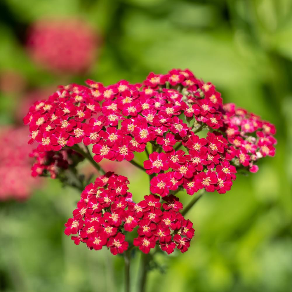 Thompson and Morgan Achillea Millefolium Cerise Queen Plant Pot 1L 2 Pack Image 2