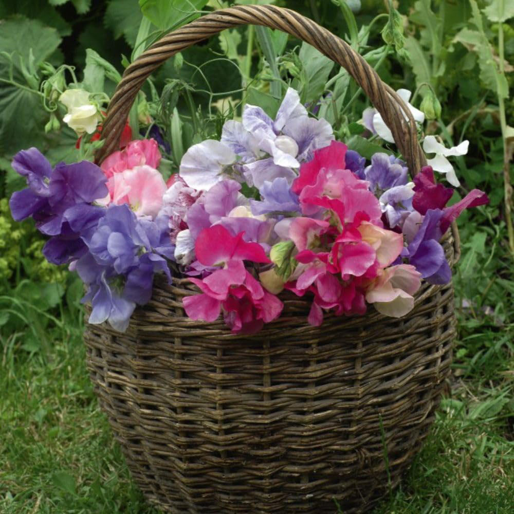 Thompson and Morgan Sweet Pea Collection Plant Pot Kit Image 2