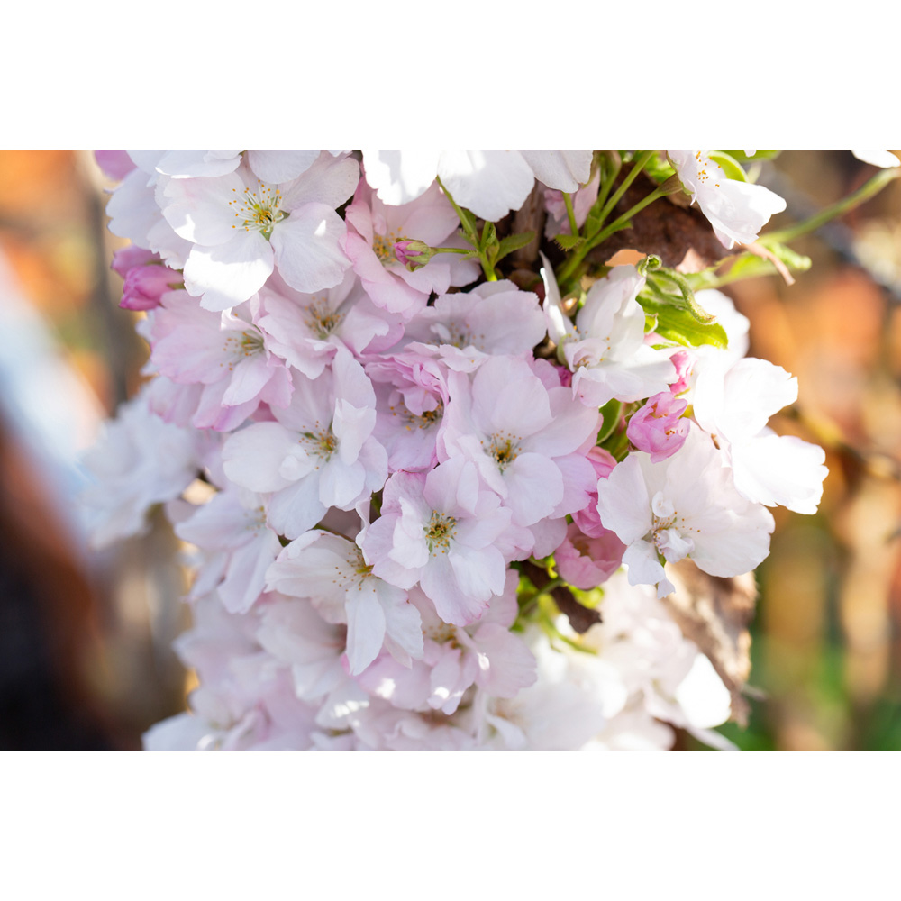 Frank P Matthews Trees Prunus Amanogawa Tree in Pot 12L Image 2