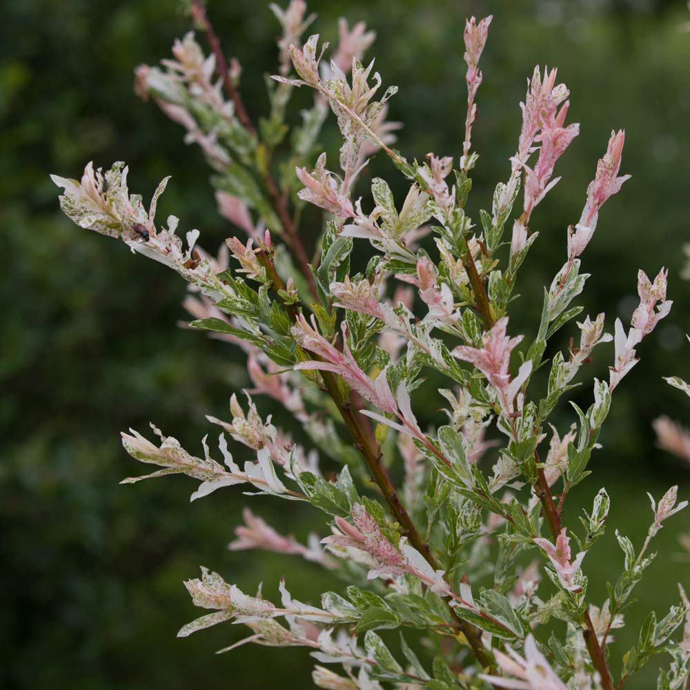 Thompson & Morgan 80cm Salix Flamingo Standard Stem Pot 21cm Image 6