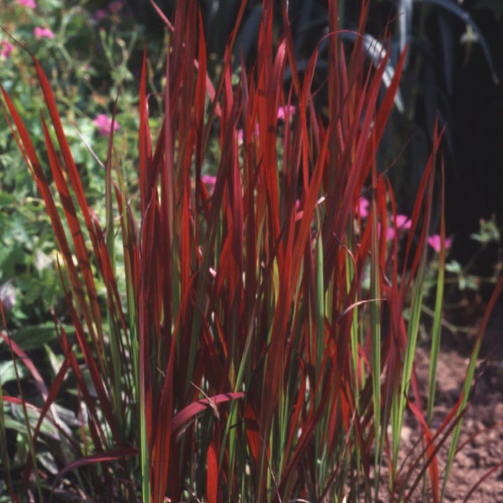 Thompson and Morgan Imperata Cylindrica Red Baron Potted Plant 14cm 2 Pack Image 4