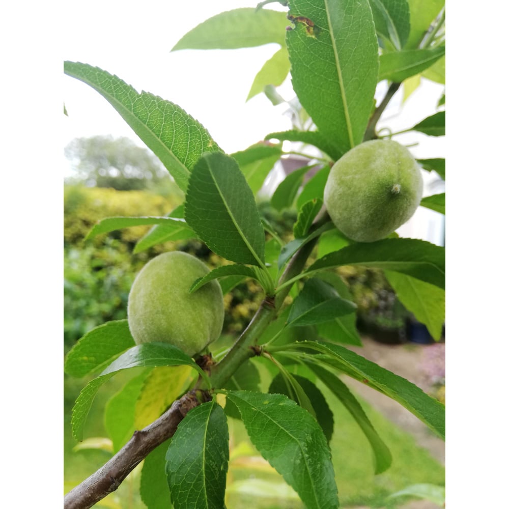 Frank P Matthews Trees Almond Prunus Ingrid St. Julien A Maiden Tree Image 3